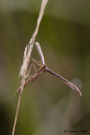 A stick moth